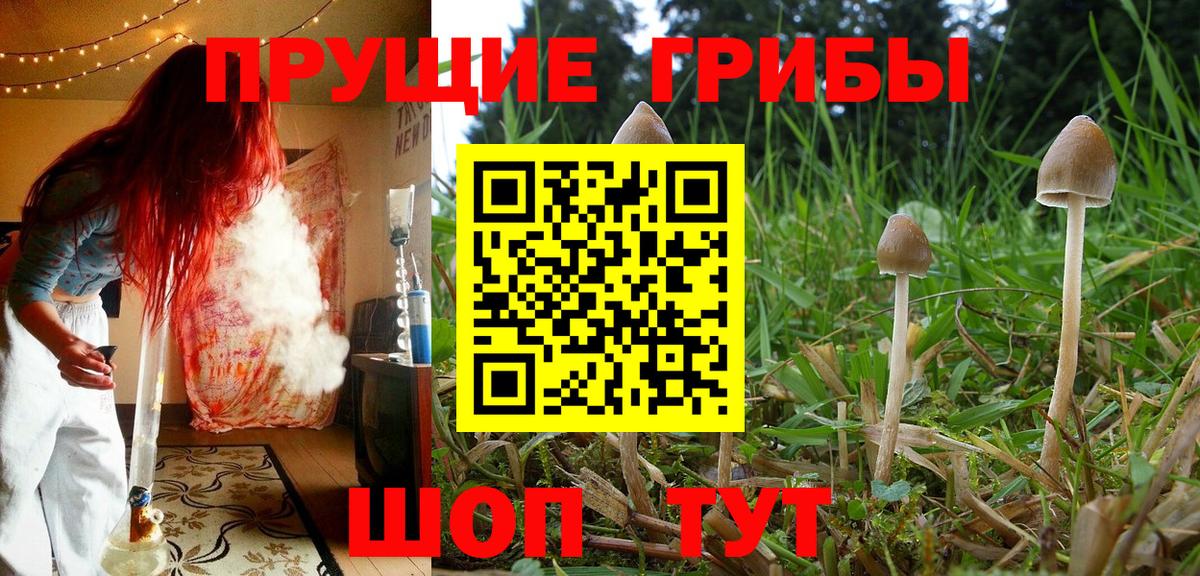 Ростов-на-Дону  Псилоцибиновые грибы Psilocybe  Вход с VPN 